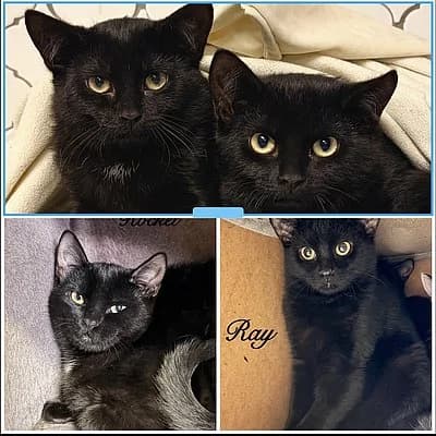 Vermittelt - Tom und Skylar, male European Shorthair for adoption at Tierheim Worms, Worms