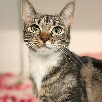 Sabrina, female European Shorthair for adoption at Tierheim Worms, Worms