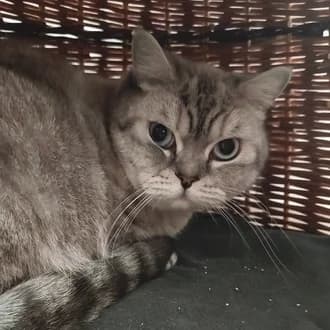 Benni, male 3yo British Shorthair for adoption at Tierheim Würzburg, Würzburg