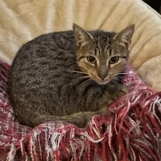 Gurke, female 3yo European Shorthair for adoption at Tierheim Würzburg, Würzburg
