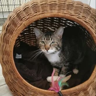 Hans-Günther-Jürgen, male 3yo European Shorthair for adoption at Tierheim Würzburg, Würzburg