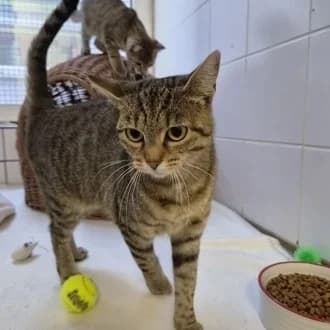 Ikaika, female 3yo European Shorthair for adoption at Tierheim Würzburg, Würzburg