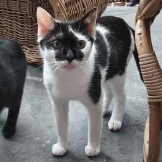 Lilo, female 5yo European Shorthair for adoption at Tierheim Würzburg, Würzburg