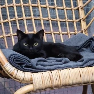 Loona, Mixed Breed Cat for adoption at Tierheim Würzburg, Würzburg