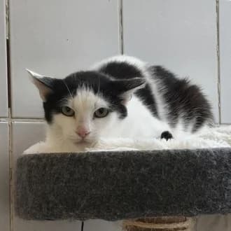 Mila, female 3yo European Shorthair for adoption at Tierheim Würzburg, Würzburg