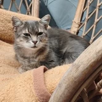 Minca, female 3yo European Shorthair for adoption at Tierheim Würzburg, Würzburg