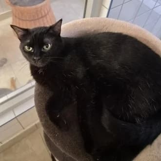 Moni, female 3yo European Shorthair for adoption at Tierheim Würzburg, Würzburg