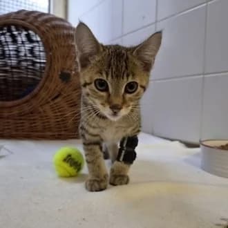 Nakoa, male puppy European Shorthair for adoption at Tierheim Würzburg, Würzburg