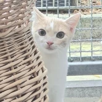 Poco Loco, Mixed Breed Cat for adoption at Tierheim Würzburg, Würzburg
