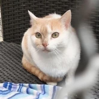 Sienna, Mixed Breed Cat for adoption at Tierheim Würzburg, Würzburg