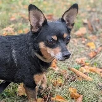 Sky, male senior Chihuahua for adoption at Tierheim Würzburg, Würzburg