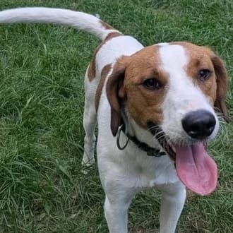 Turbo, male puppy Mixed Breed for adoption at Tierheim Würzburg, Würzburg