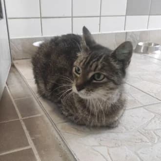 Wilma, Mixed Breed Cat for adoption at Tierheim Würzburg, Würzburg