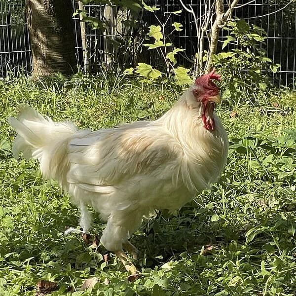 Schiggy, male 3yo Mixed Breed for adoption at Tierheim Wuppertal, Wuppertal