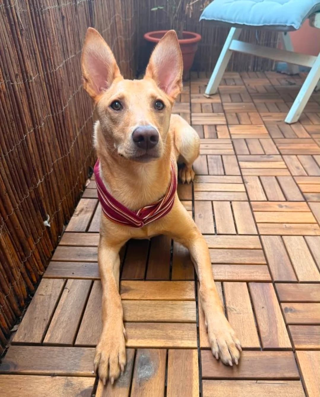 Ajandek, beige female young Mixed Breed for adoption at Tierheim Wuppertal, Wuppertal