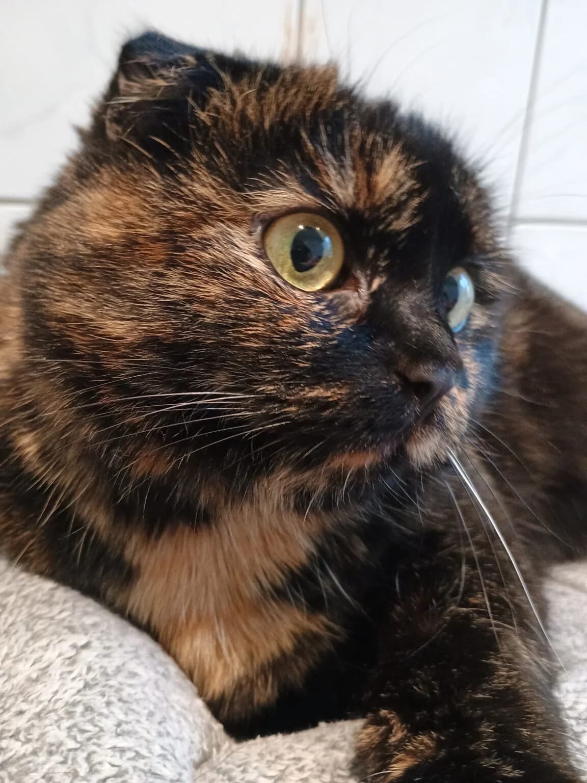 Nelly, schildpatt female Scottish Fold for adoption at Tierheim Wuppertal, Wuppertal