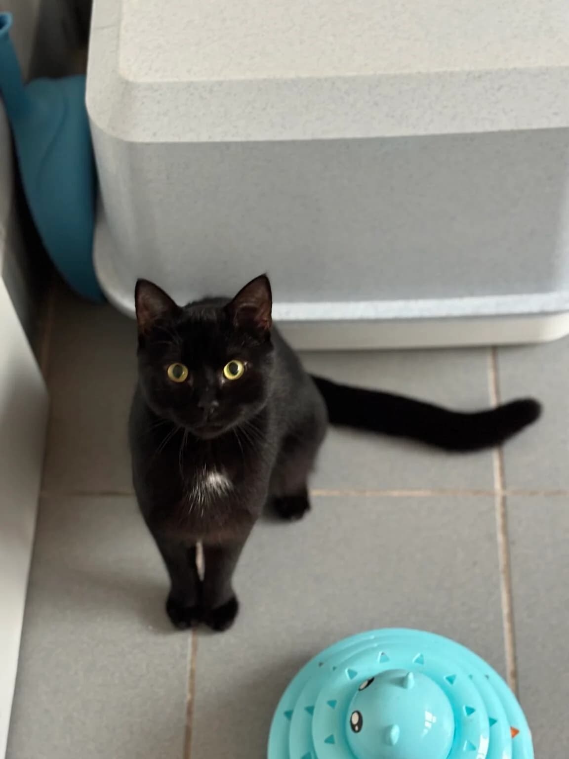 Stoyo, male European Shorthair for adoption at Tierheim Wuppertal, Wuppertal