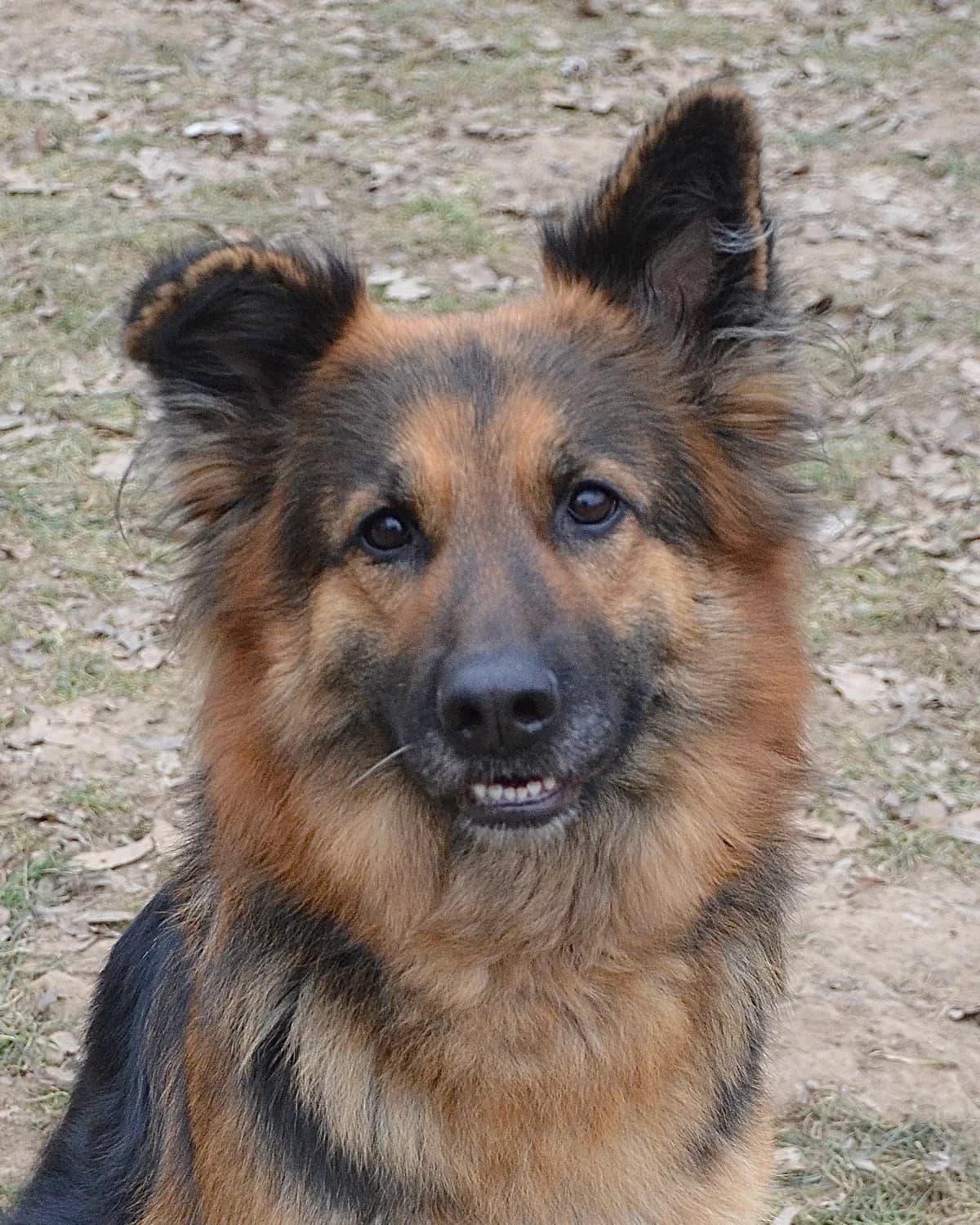 Beispiel-Fundkatze aus Bennewitz, male puppy Mixed Breed for adoption at Tierheim Wurzen, Wurzen
