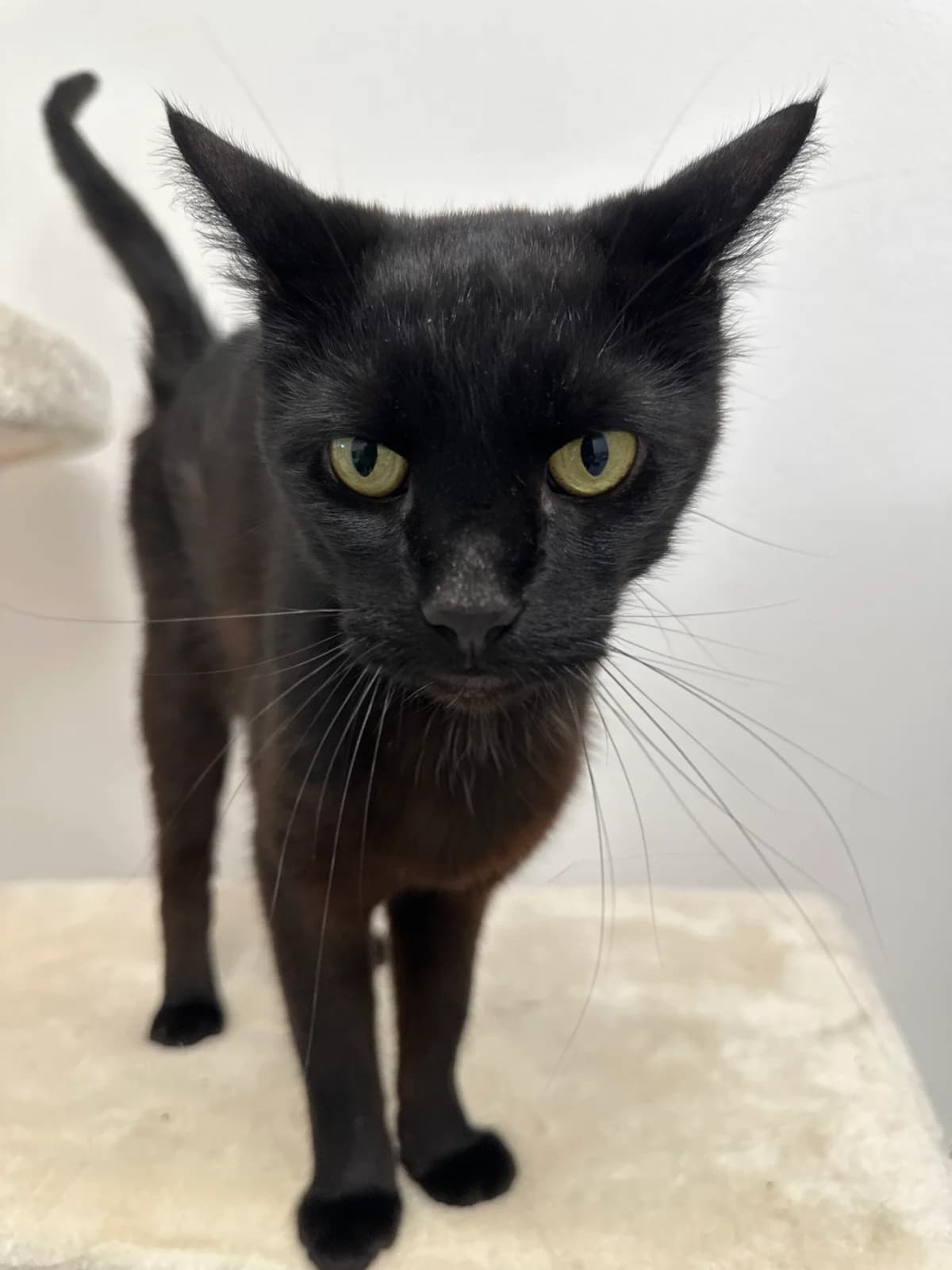 Biggi ( der Schmuse Kater ), male 7yo Mixed Breed for adoption at Tierschutz Zeitz e.V.