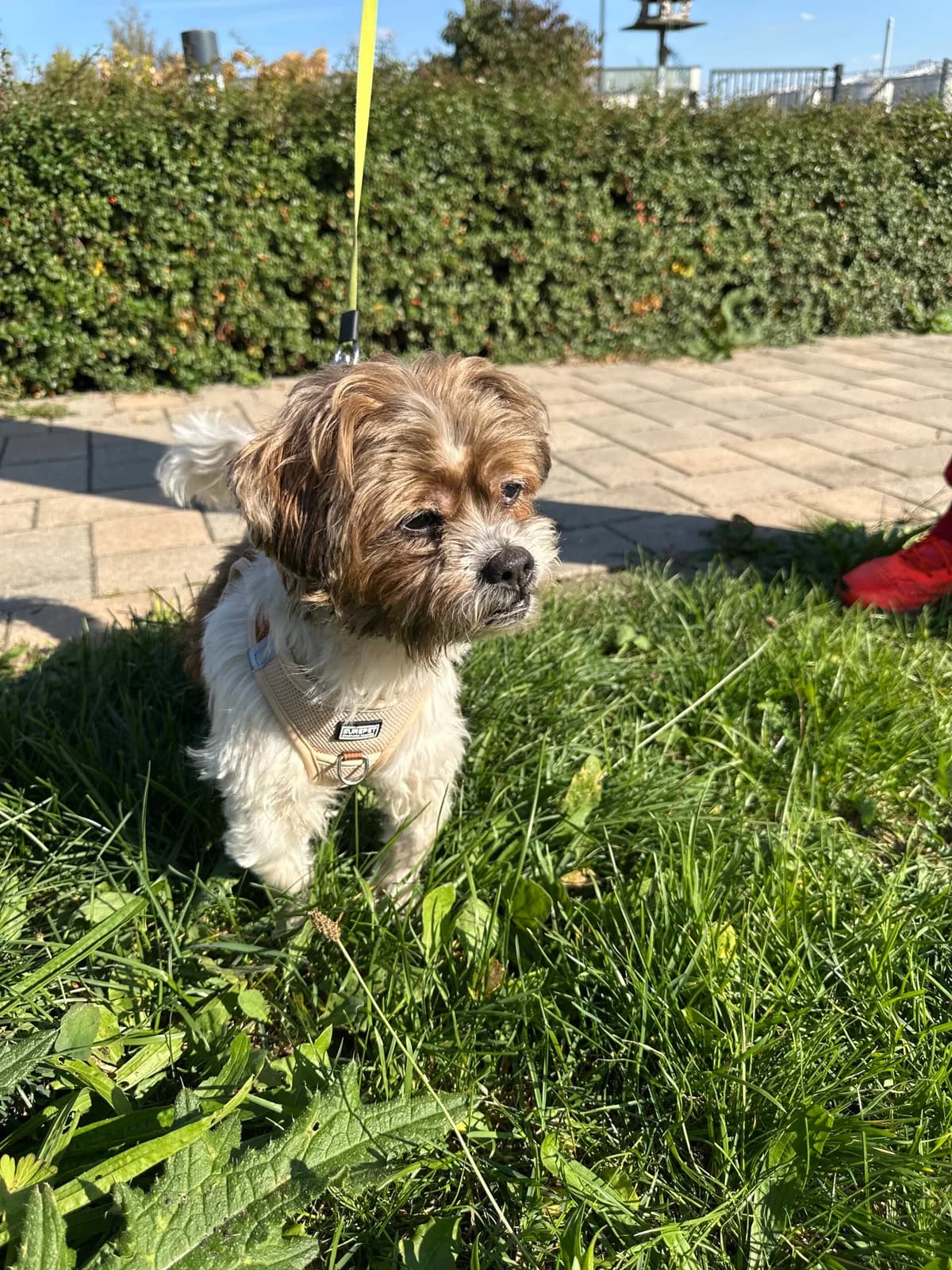 Bobby ( geb. 2013 ), Mixed Breed for adoption at Tierschutz Zeitz e.V.