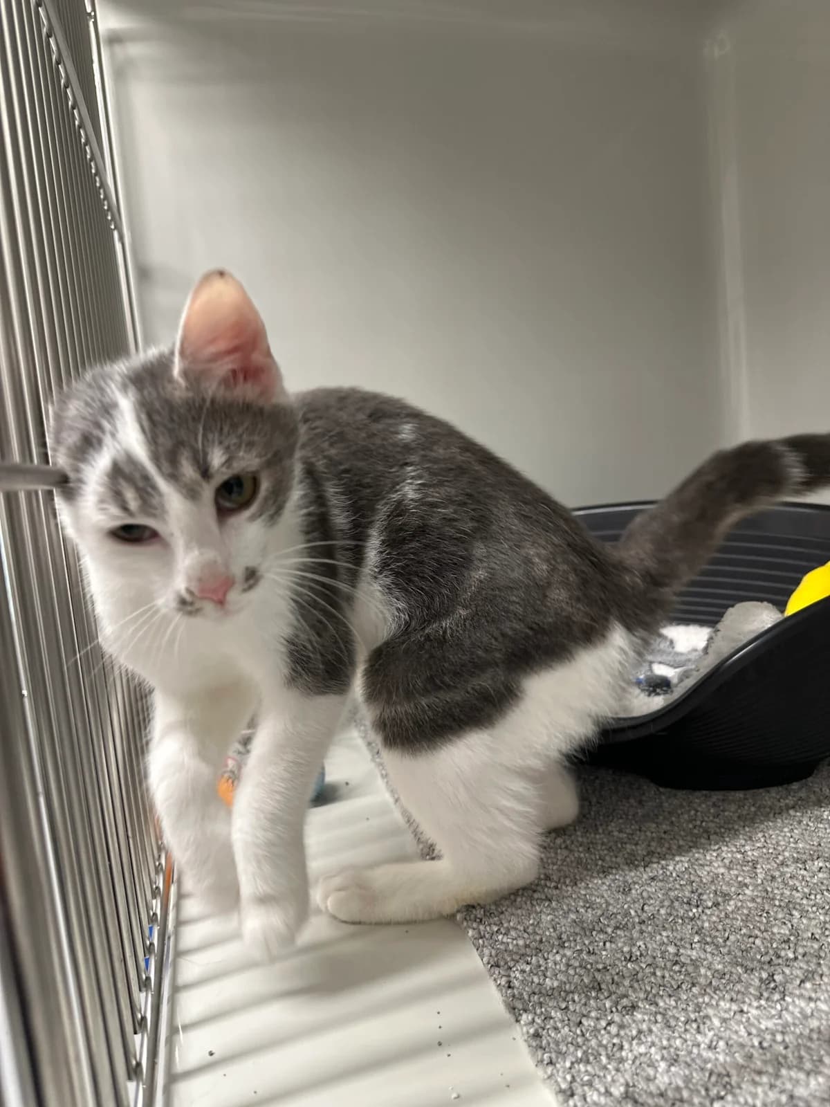Gerda unsere Schmusekatze, female young Mixed Breed for adoption at Tierschutz Zeitz e.V.