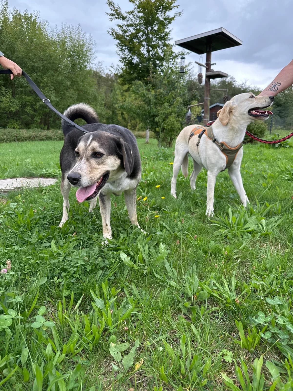 Gino und Lou, male 4yo Mixed Breed for adoption at Tierschutz Zeitz e.V.