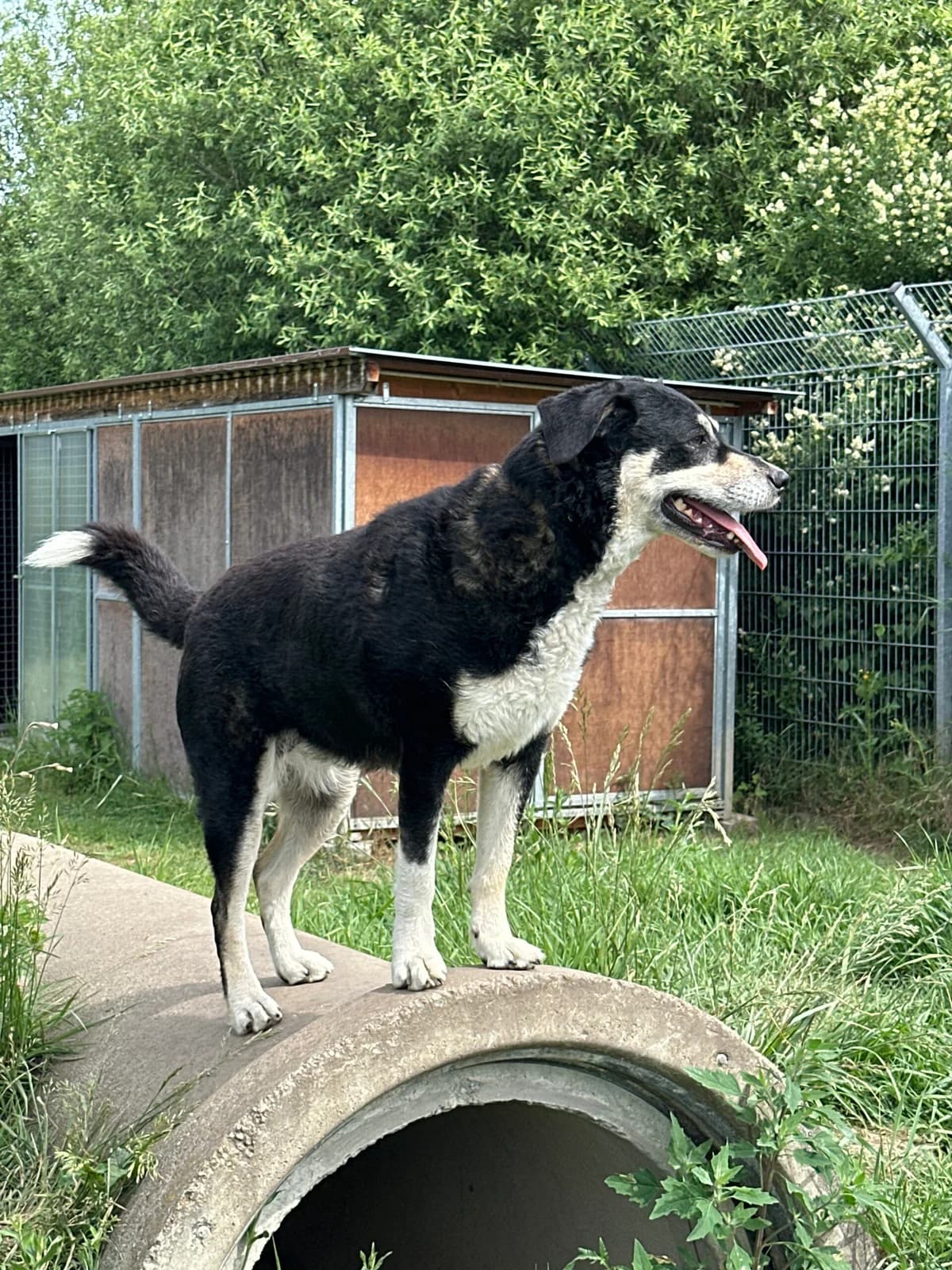 Kami ( die Liebevolle ), female 6yo Mixed Breed for adoption at Tierschutz Zeitz e.V.