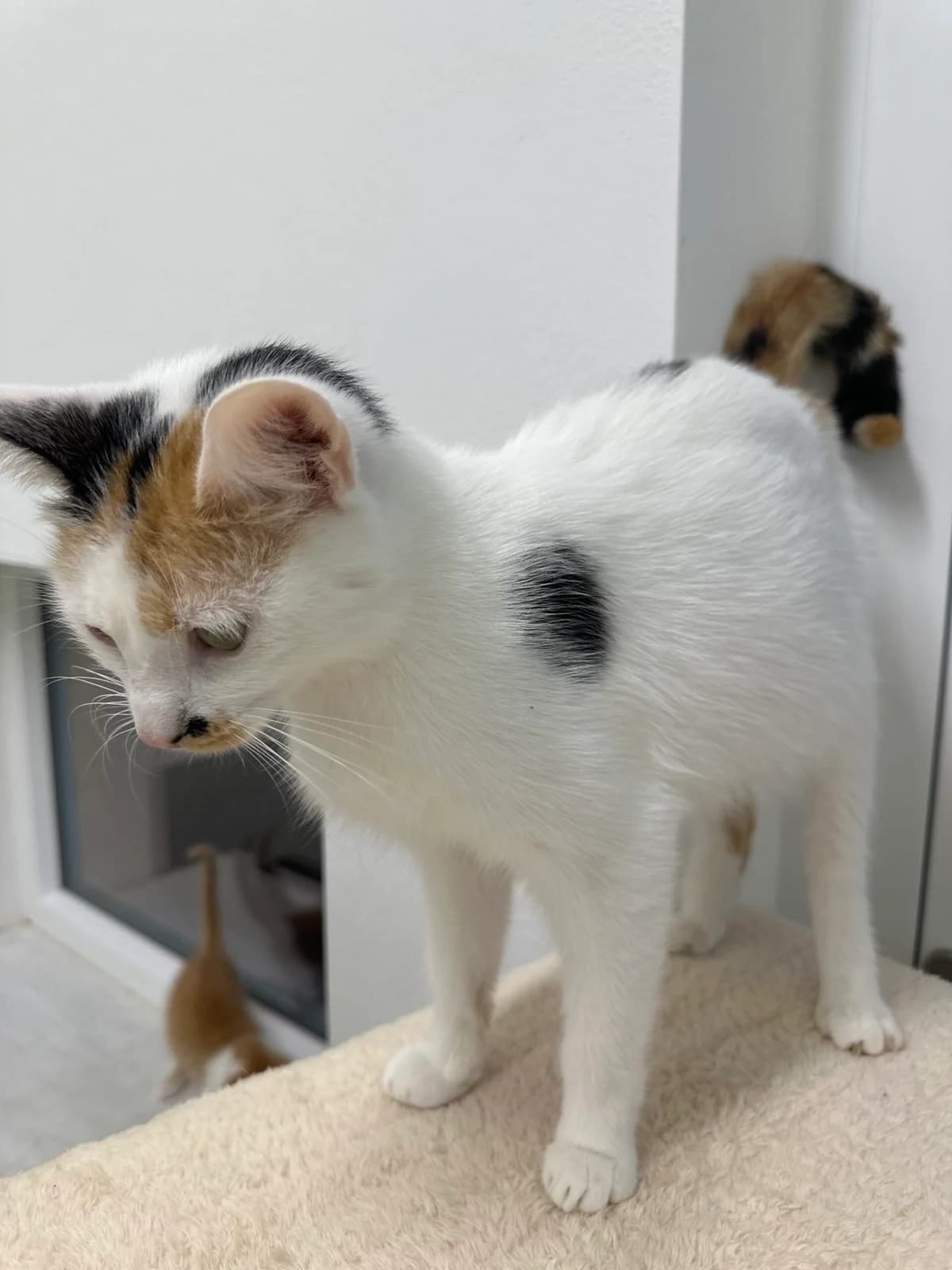 Katzemama Leia, female 4yo Mixed Breed for adoption at Tierschutz Zeitz e.V.