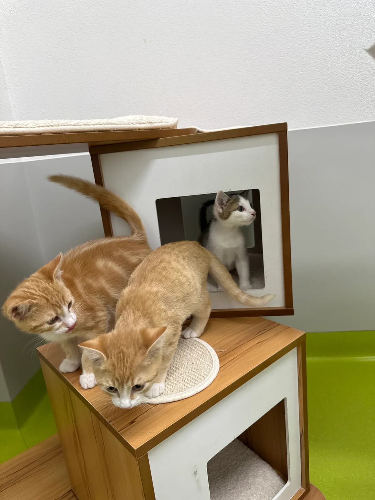 Katzenkinder Pippi, Peter und Susi, Mixed Breed for adoption at Tierschutz Zeitz e.V.