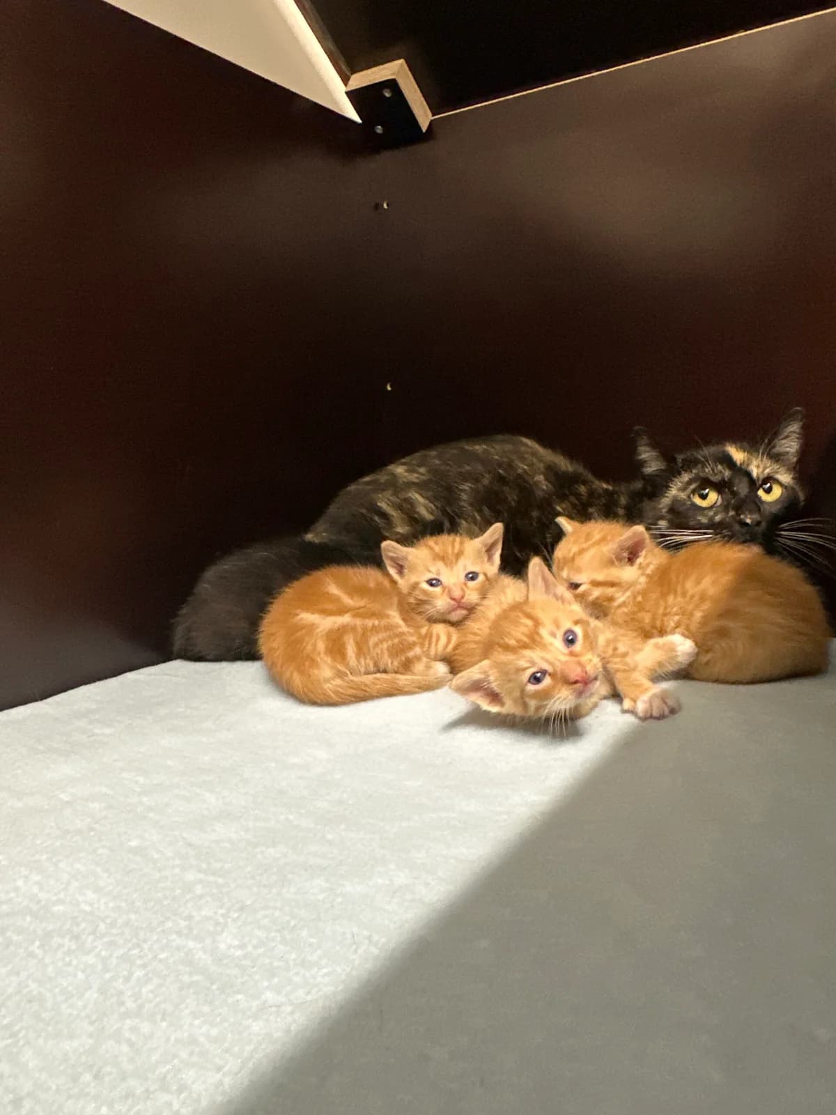 Katzenmama “ die kleine Bunte“ mit ihren 4 Kitten ( geb. am 29.04.2026 ), Mixed Breed for adoption at Tierschutz Zeitz e.V.