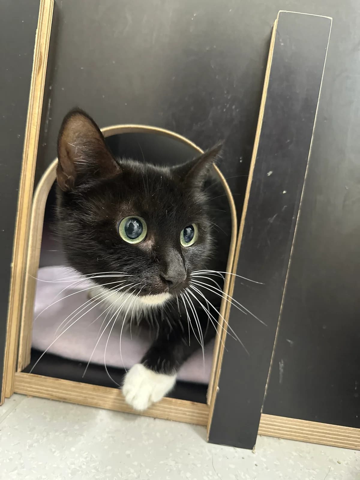 Katzenmama Lucy, female 4yo Mixed Breed for adoption at Tierschutz Zeitz e.V.