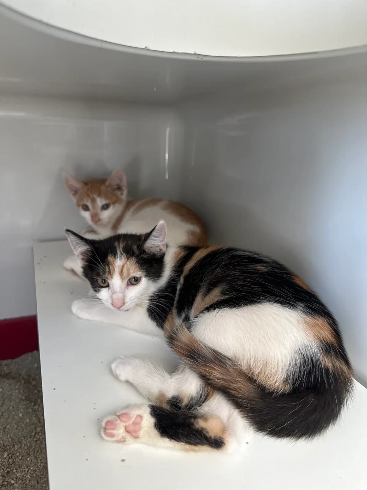 Kitten Inge, Ingeborg und Ingo ( geb. ca Mai 2026 ), Mixed Breed for adoption at Tierschutz Zeitz e.V.