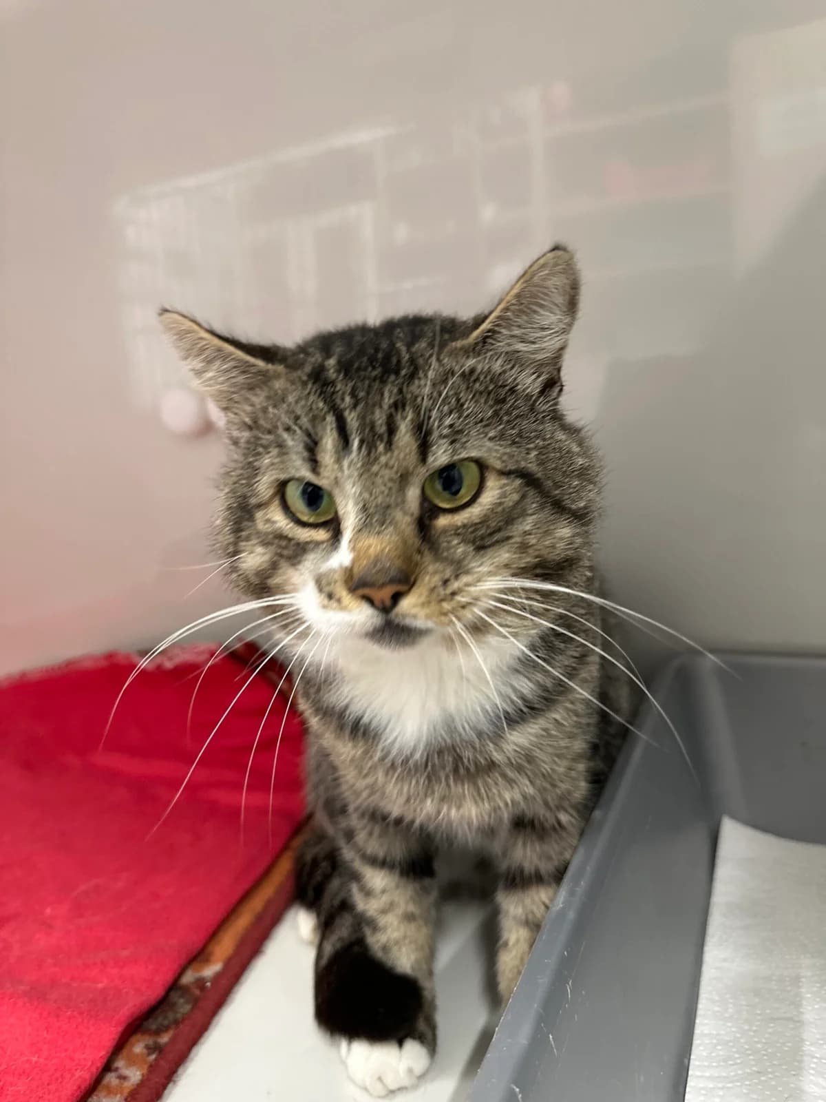 Kojak der große staatliche Kater, male 7yo Mixed Breed for adoption at Tierschutz Zeitz e.V.