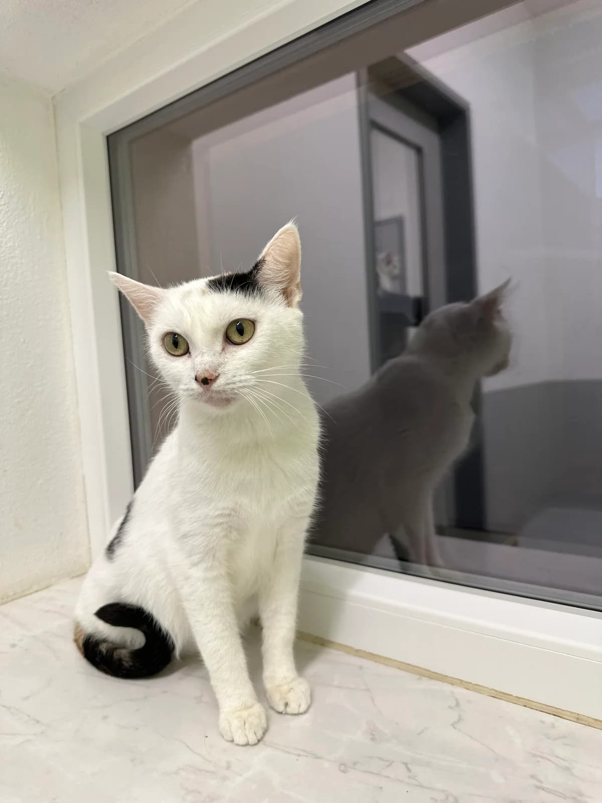 Luise, Mixed Breed for adoption at Tierschutz Zeitz e.V.