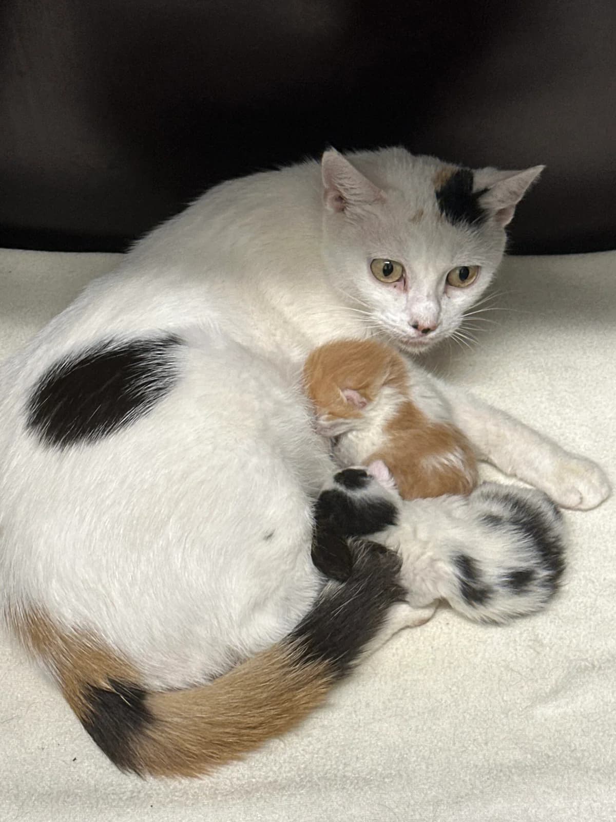 Luise und ihre 2 Kitten ( geb.19.08.2026 ), Mixed Breed for adoption at Tierschutz Zeitz e.V.