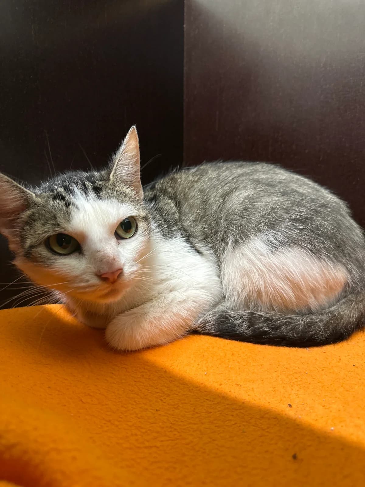 Saddy, female 5yo Mixed Breed for adoption at Tierschutz Zeitz e.V.