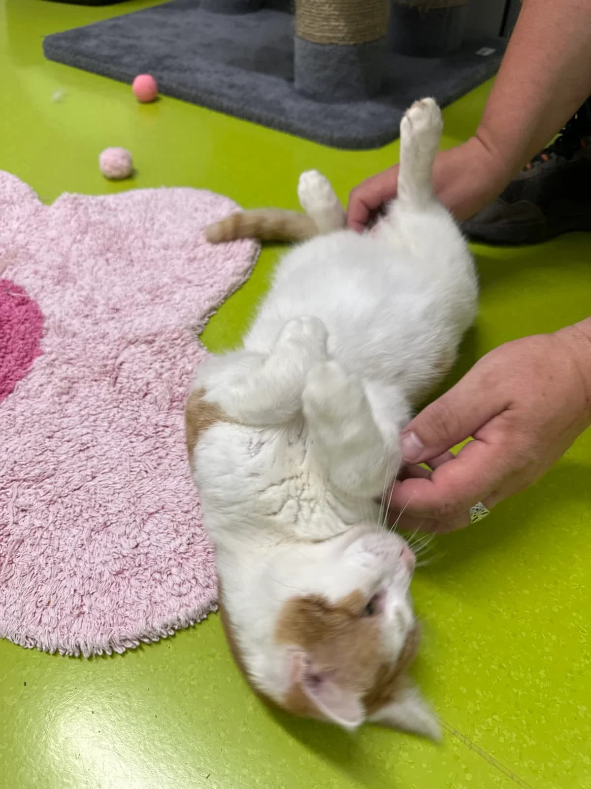 Simba der Schmuser, male 5yo Mixed Breed for adoption at Tierschutz Zeitz e.V.