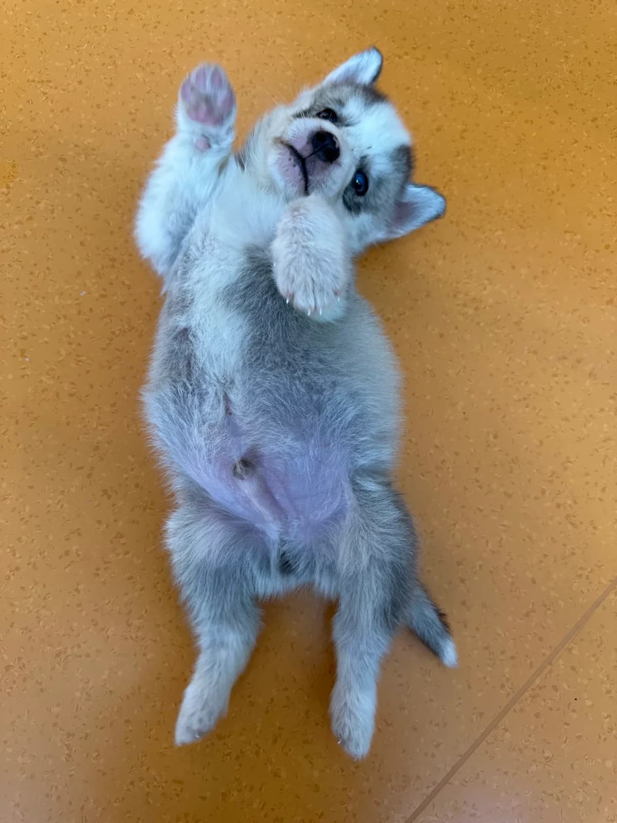 Welpe Finn ( geb. 01.06.2026 ), Mixed Breed for adoption at Tierschutz Zeitz e.V.