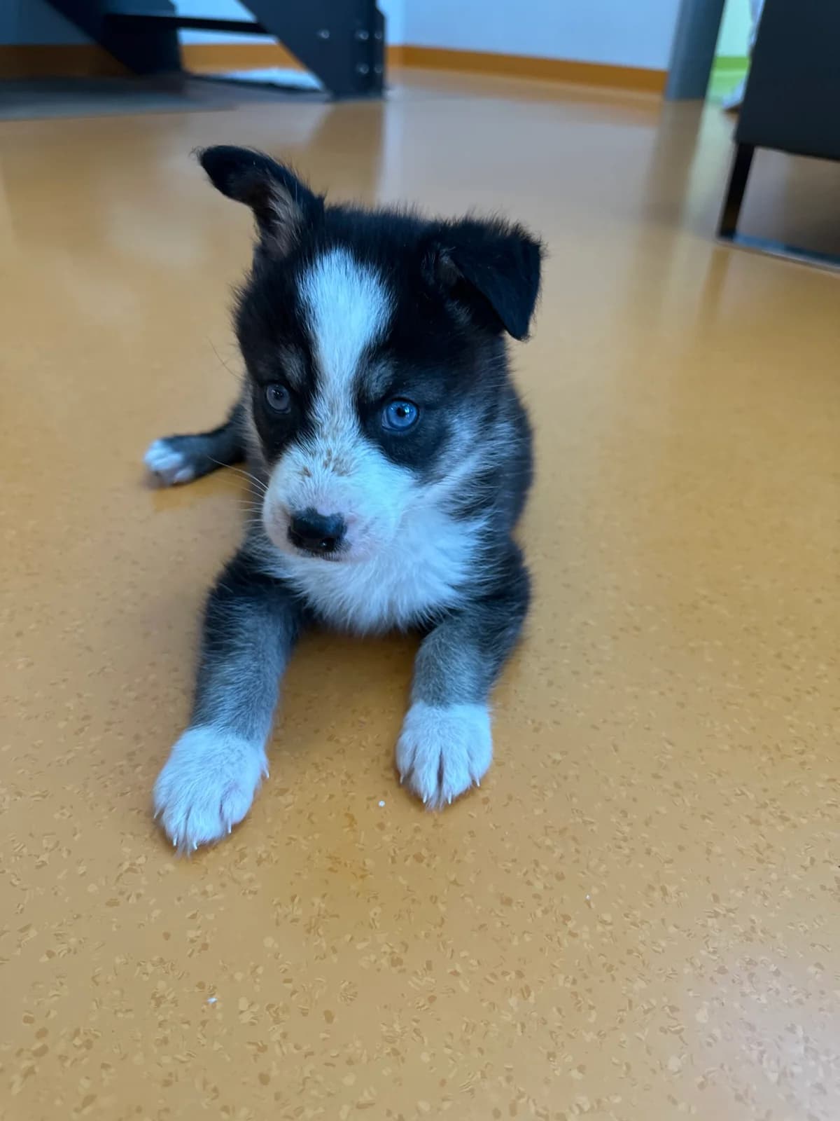 Welpe Luna (geb. 01.06.2026 ), Mixed Breed for adoption at Tierschutz Zeitz e.V.