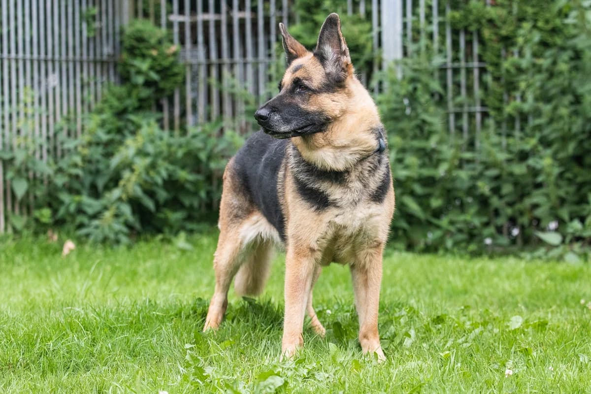 Bea, female Mixed Breed for adoption at Tierheim Zwickau, Zwickau