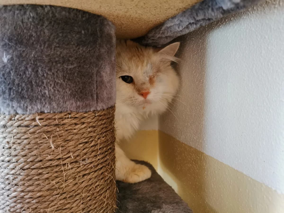 Conrad, male Mixed Breed for adoption at Tierheim Zwickau, Zwickau
