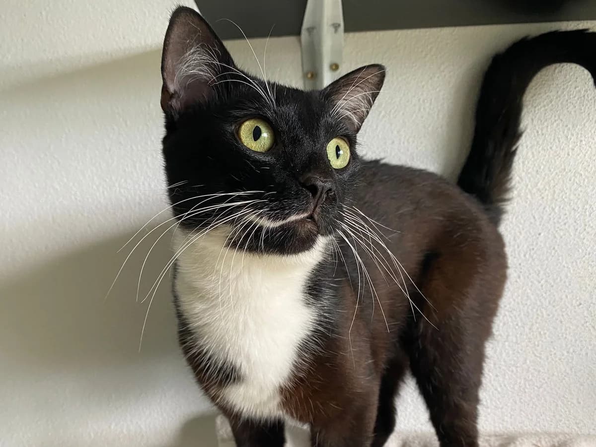Eren, male 3yo Mixed Breed for adoption at Tierheim Zwickau, Zwickau