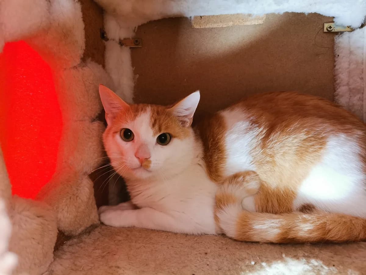 Manfred, male 3yo Mixed Breed for adoption at Tierheim Zwickau, Zwickau