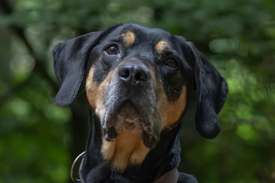 Odin, senior Rottweiler for adoption at Tierheim Zwickau, Zwickau