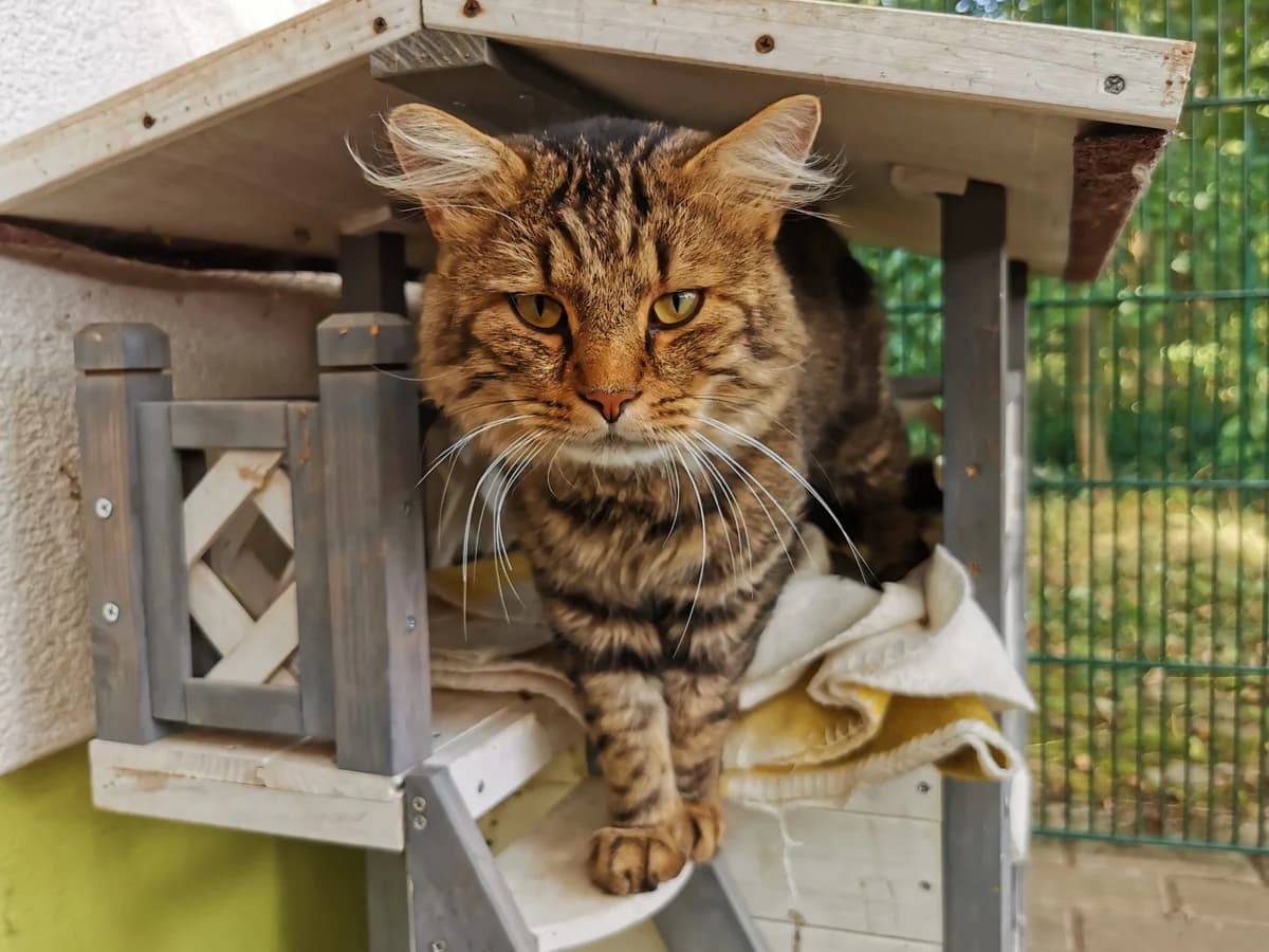 Sokka, male 4yo Mixed Breed for adoption at Tierheim Zwickau, Zwickau