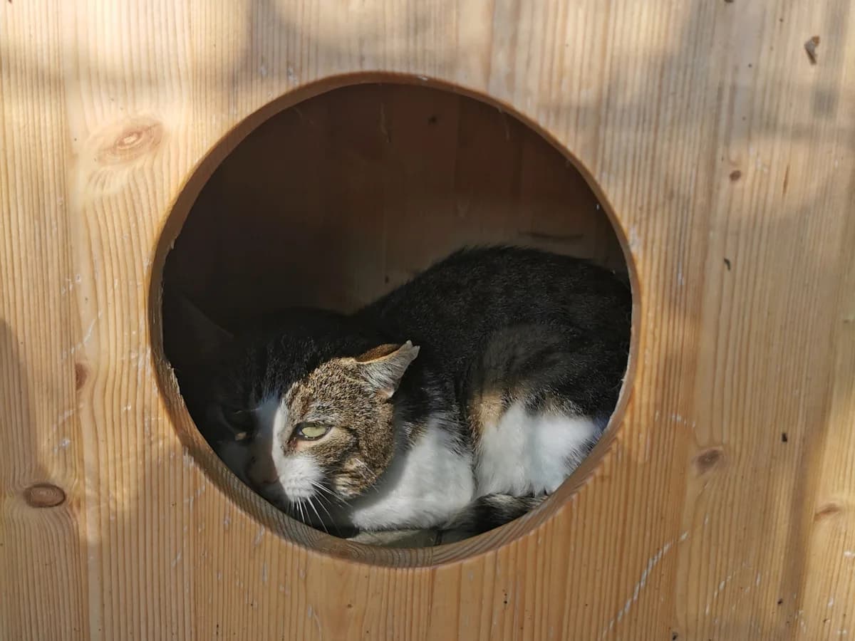 Turbo, male senior Mixed Breed for adoption at Tierheim Zwickau, Zwickau