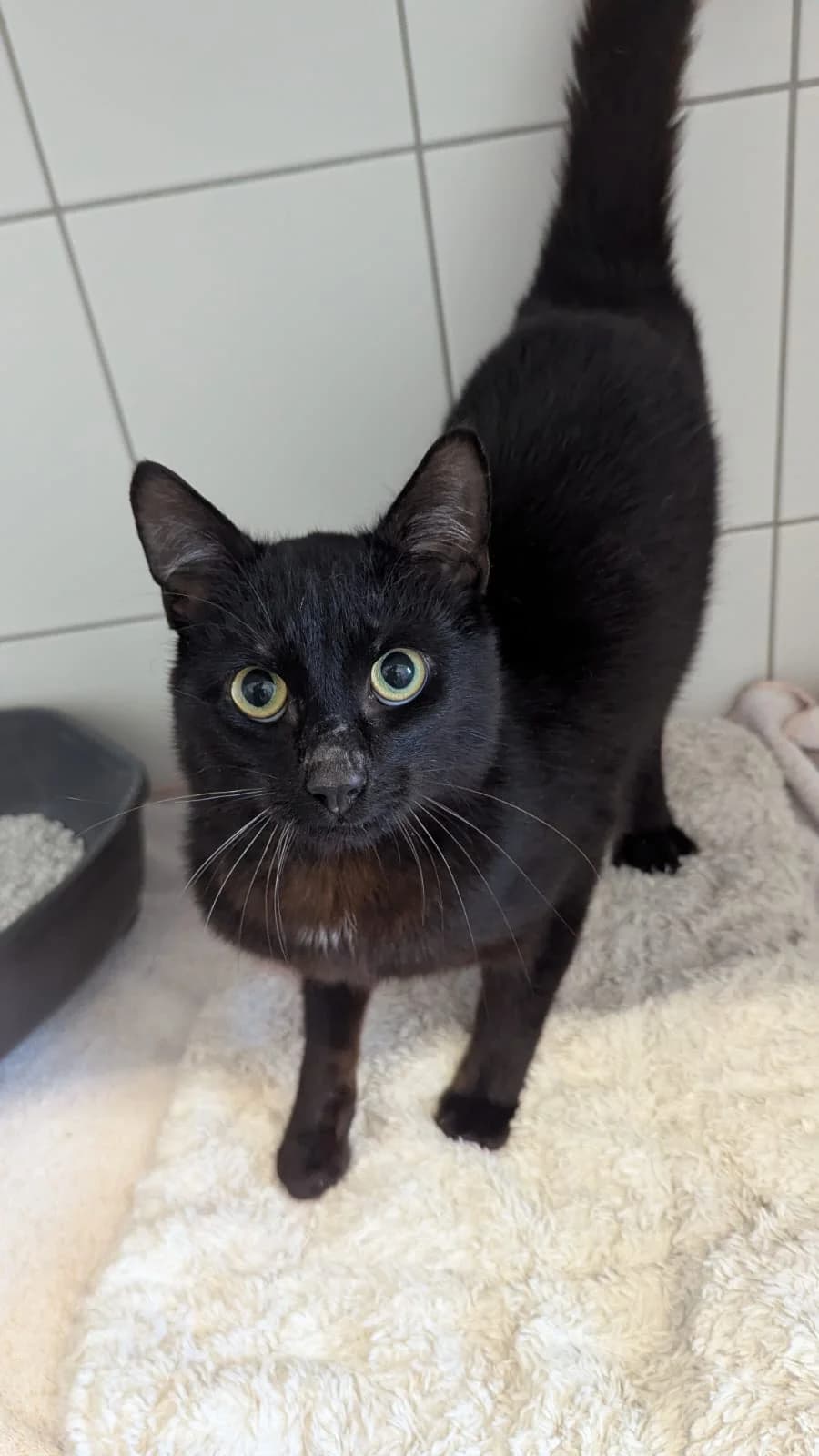 Rüdiger, male European Shorthair for adoption at Tierheim Geldern, Geldern