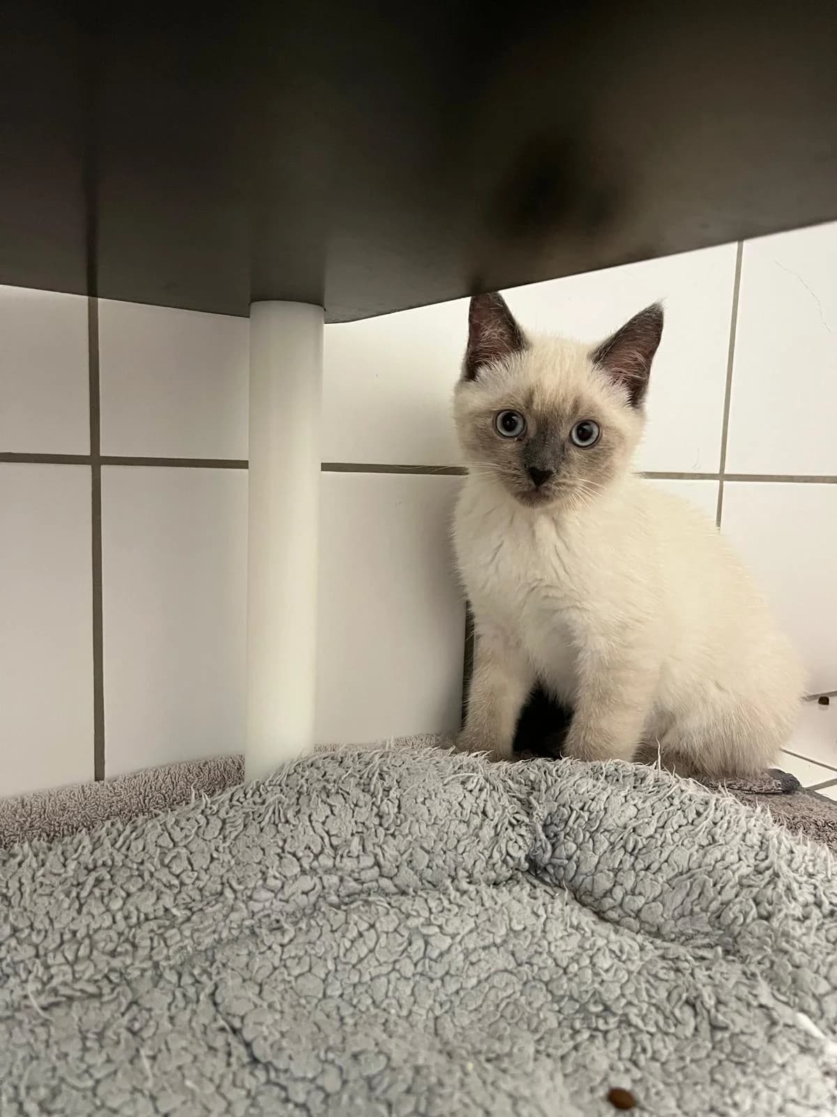 Lio, male mixed breed for adoption at Tierheim Geldern, Geldern