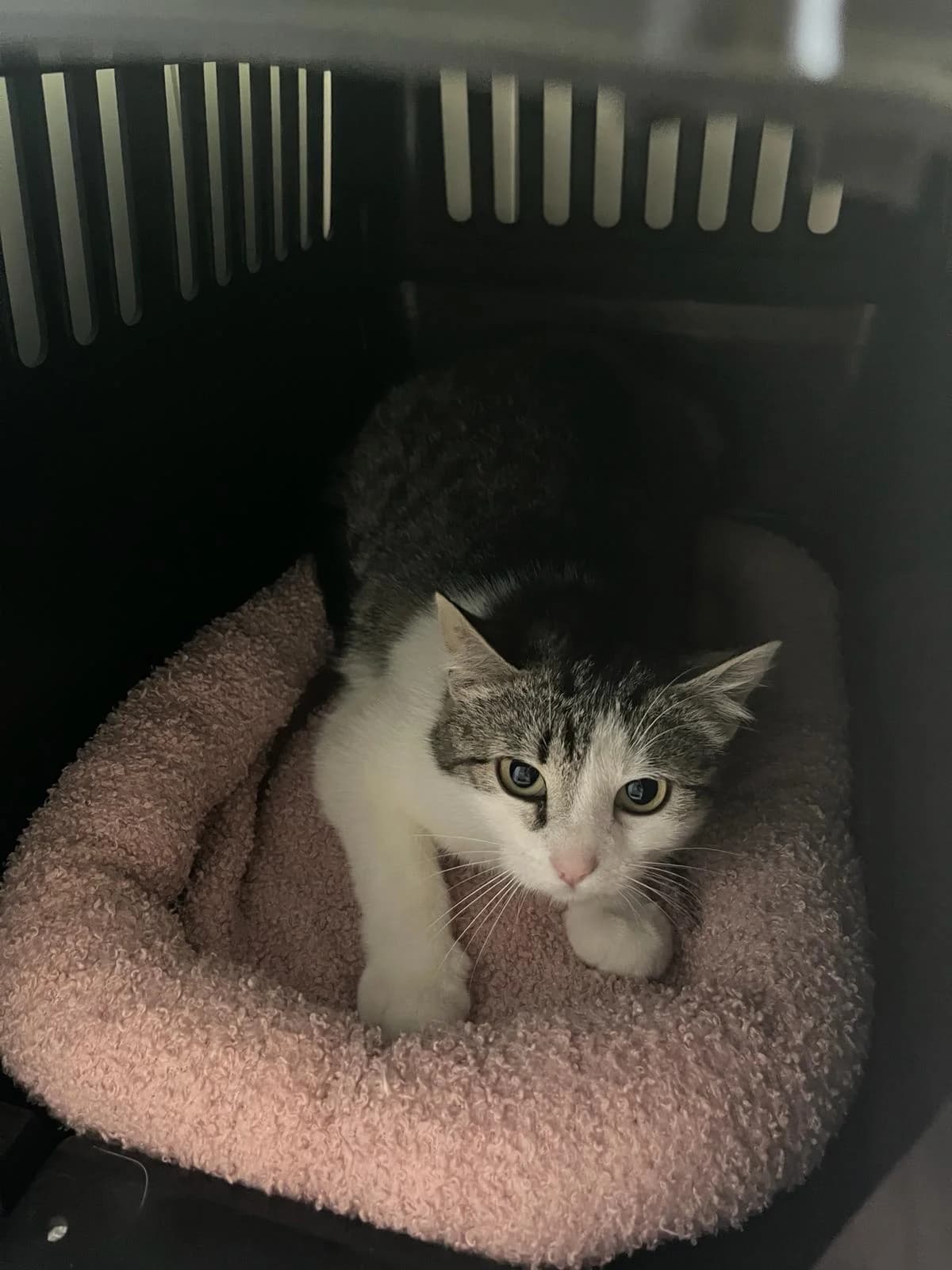 Edda, female European Shorthair for adoption at Tierheim Geldern, Geldern