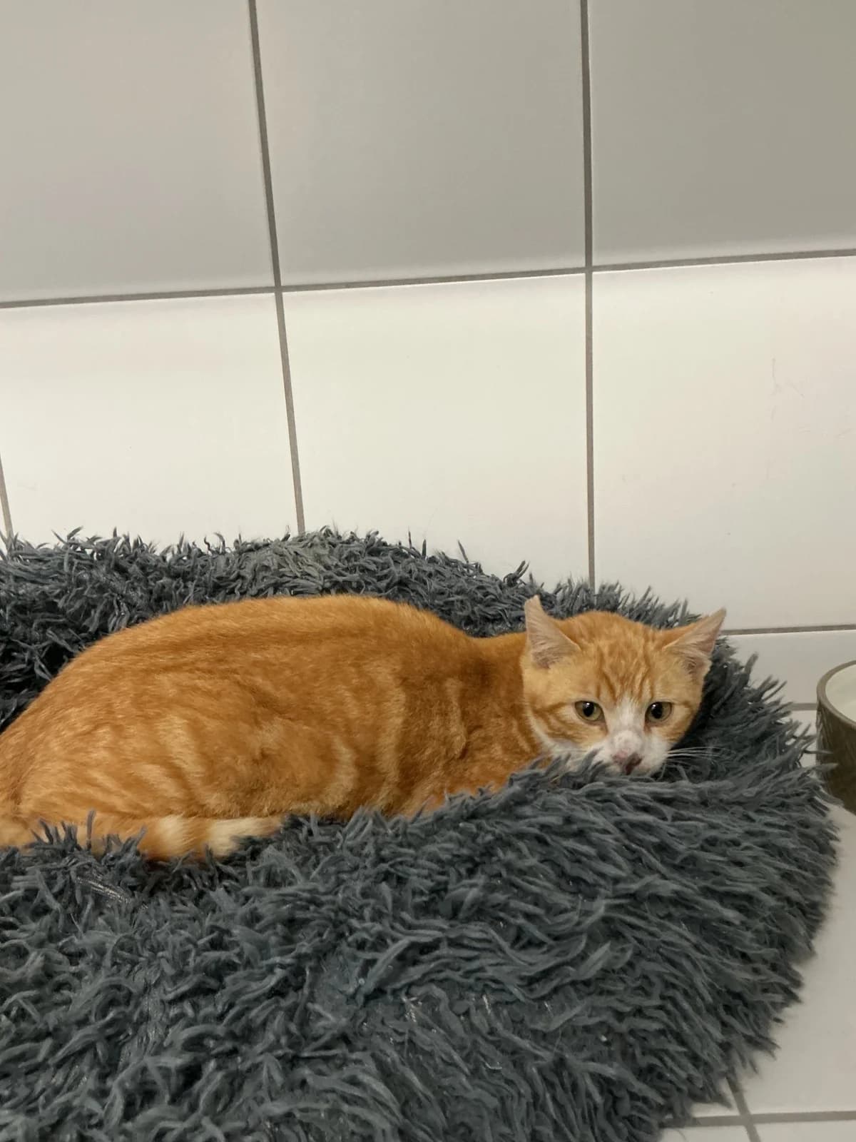 Mirella, female European Shorthair for adoption at Tierheim Geldern, Geldern